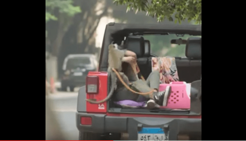 بالفيديو قرد يتهجم على المصرية غادة عادل أثناء تصوير فيلم