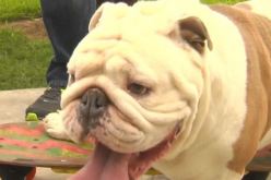 كلب يدخل موسوعة غينيس على زلاجة