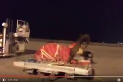 خليجي يشحن إبله على متن طائرة