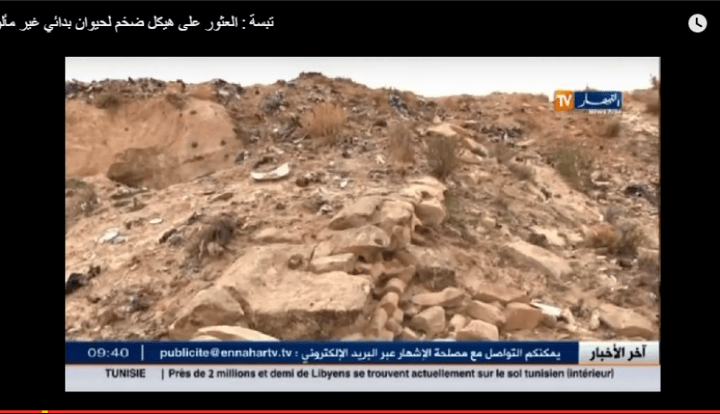 بالفيديو العثور على هيكل ضخم  قد يعود لديناصور في تبسة