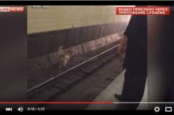 بالفيديو شرطي روسي يلقى حتفه خلال محاولته انقاذ كلب