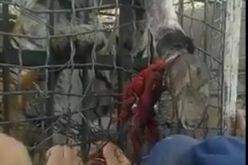 بالفيديو الجزائريون لا يخافون من شيء حتى في حديقة الحيوانات
