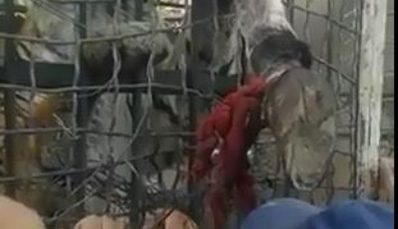 بالفيديو الجزائريون لا يخافون من شيء حتى في حديقة الحيوانات
