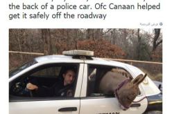 الشرطة الأمريكية تعتقل حمارًا بتهمة غلق الطريق