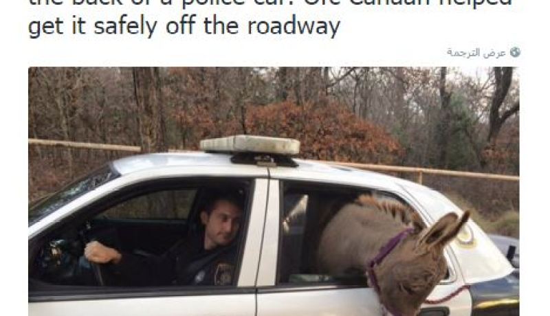 الشرطة الأمريكية تعتقل حمارًا بتهمة غلق الطريق