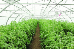 الحكومة تخفض الـTVA إلى 9 % لفلاحي البيوت البلاستيكية