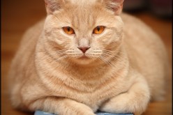 بالصورة.. قط يداوم على صلاة الفجر في المسجد