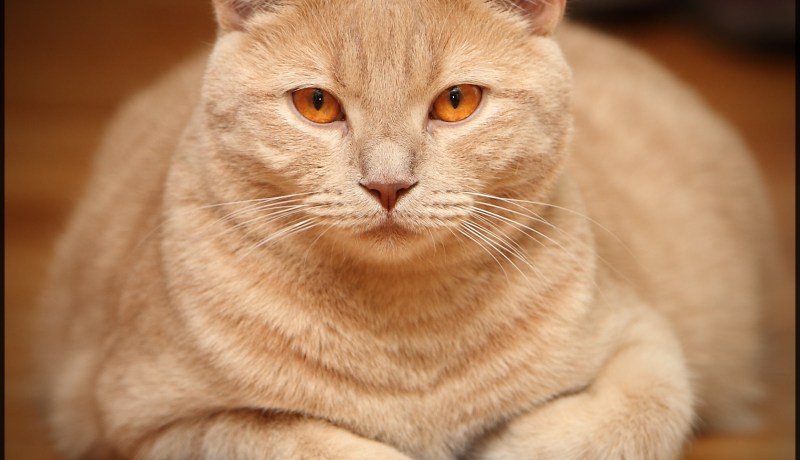 بالصورة.. قط يداوم على صلاة الفجر في المسجد