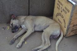 كلبان متشردان ينهشان لحم طفلين في ڤالمة