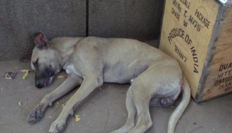 كلبان متشردان ينهشان لحم طفلين في ڤالمة