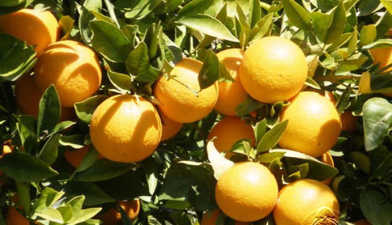 الجزائر تنتج 11.5 مليون قنطار من الحمضيات