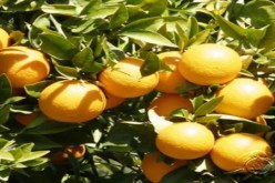 إنتاج 3 آلاف قنطار من الحمضيات في بسكرة