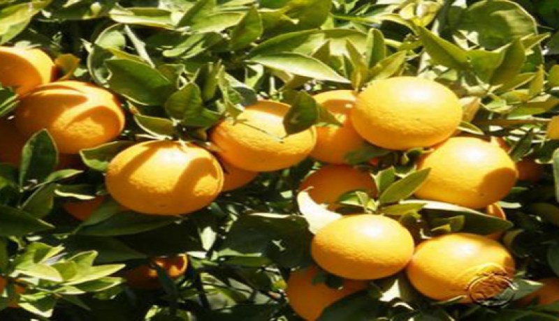 إنتاج 3 آلاف قنطار من الحمضيات في بسكرة