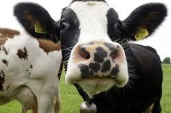 تسجيل أول حالة لجنون البقر في ببجاية