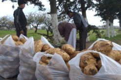 الفلاحون يقاطعون المضاربين ويخفضون أسعار البطاطا إلى 50 دينارا