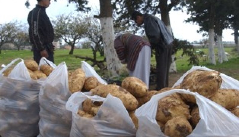 الفلاحون يقاطعون المضاربين ويخفضون أسعار البطاطا إلى 50 دينارا