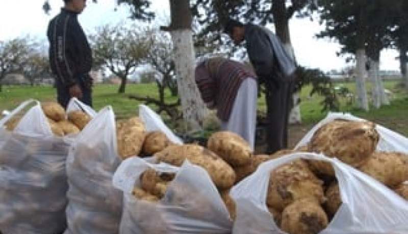 الفلاحون يقاطعون المضاربين ويخفضون أسعار البطاطا إلى 50 دينارا