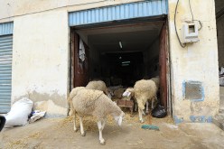 بالصور.. خبّازون وميكانيكيون يتحولون  إلى موّالين!!!