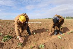 «مناقصات للتنازل عن 300 ألف هكتار من الأراضي الفلاحية»