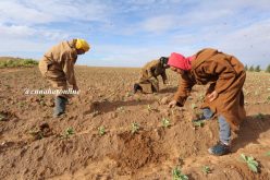 قروض للفلاحين بصيغة جديدة قبل نهاية 2020 