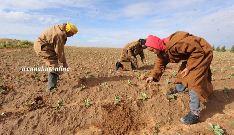 قروض للفلاحين بصيغة جديدة قبل نهاية 2020 