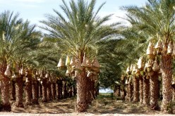 غرداية.. نحو ارتفاع إنتاج التمور إلى 590 ألف قنطار هذا العام