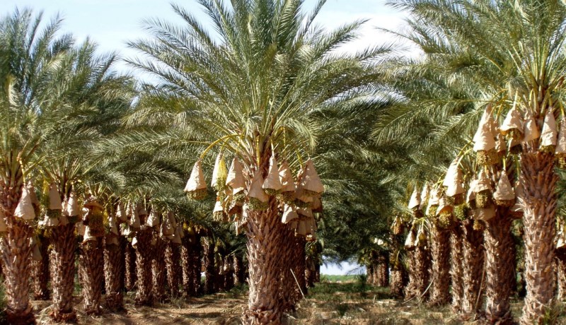 غرداية.. نحو ارتفاع إنتاج التمور إلى 590 ألف قنطار هذا العام