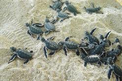 تحرير 5000 من صغار سلاحف في البيرو