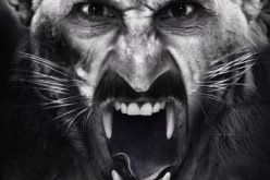 بالفيديو.. زلاتان: “الأسود لا تتعافى مثل البشر”