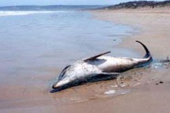 العثور على دلفين من الحجم الكبير بشاطئ دلس في بومرداس