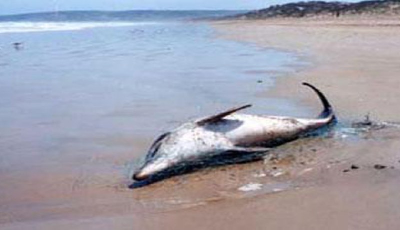 العثور على دلفين من الحجم الكبير بشاطئ دلس في بومرداس