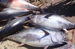 الجزائر اصطادت 1043 طن من التونة في 29 يوما
