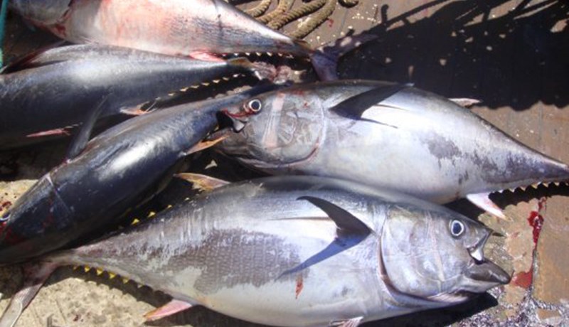 الجزائر اصطادت 1043 طن من التونة في 29 يوما