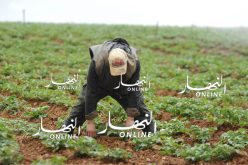 وفاة فلاح داخل مزرعته بصعقة كهربائية بالوادي