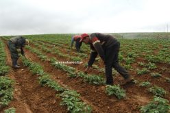 «نافذة إلكترونية ذكية للفلاحين لتسيير مزارعهم»