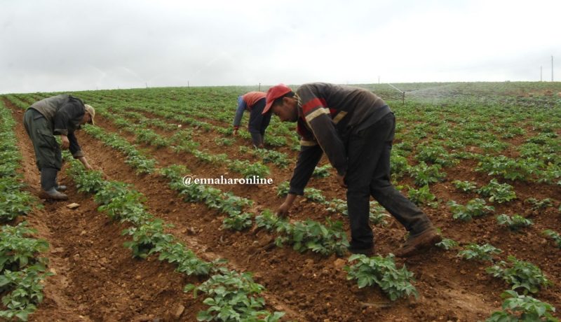 «نافذة إلكترونية ذكية للفلاحين لتسيير مزارعهم»
