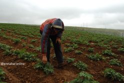 بوعزقي: منح الأراضي الفلاحية غير المستغلة للمستثمرين الجادين 