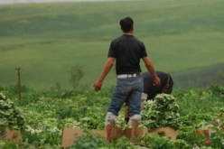 قروض بدون فوائد بقيمة 10 ملايير للفلاحين الكبار لتمويل الفلاحين الجدد