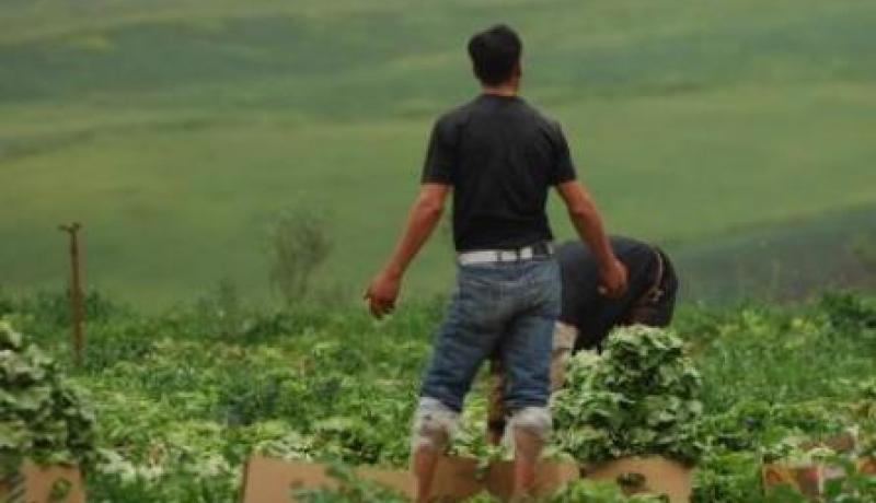 حملة لتطهيـر قطاع الفـلاحـة من ''الطفيليين''