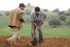 «إحصاء الفلاحين الراغبين في الاستثمار بغرف التخزين»