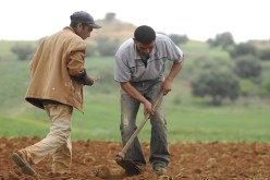 القروض ممنوعة على كل فلاح لا يؤمّن محصوله وعتاده