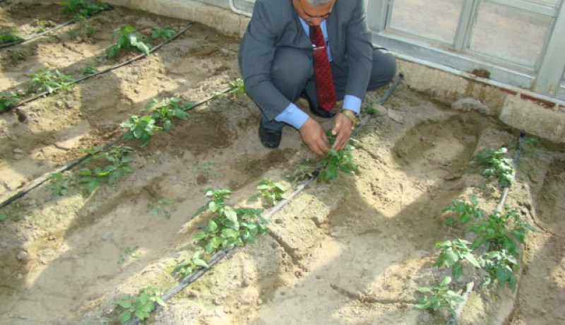 الفلاحة في الجامعة