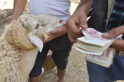 كباش العيد بـ36 ألف دينار.. عند الدولة