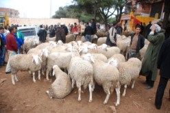 جماعة إرهابية تستولي على أكثر من 60 رأس غنم بالصحراء الجنوبية بخنشلة