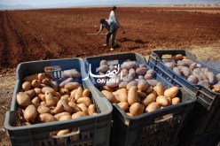 جني أكثر من مليوني قنطار من البطاطا   