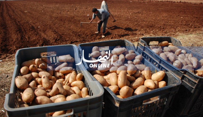 جني أكثر من مليوني قنطار من البطاطا