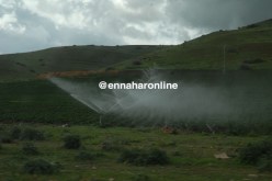 عليوي: سقي مليون هكتار من الأراضي لتفادي الإستيراد