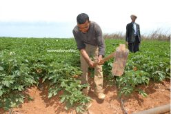 السماح لرجال المال بالإستثمار في أراضي الإمتياز