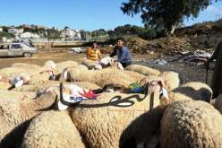 أمهات‮ ‬يضحين بمجوهراتهن ‬من أجل كبش العيد