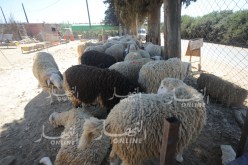 قالمة : الإطاحة بعصابة سرقة المواشي ببلدية برج الصباط